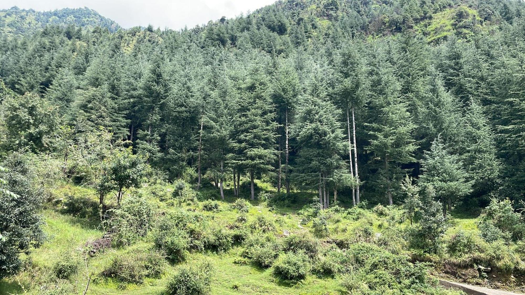 Oasis Guest House Bhagsu D'Shala Dharamshala Dış mekan fotoğraf
